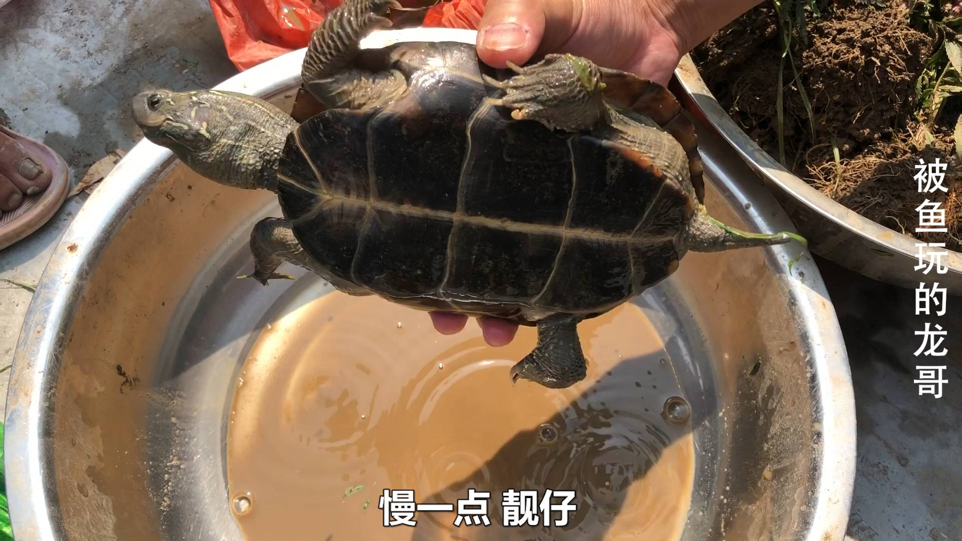 去顺德乌龟市场捡漏,25块钱一斤的野生乌龟?